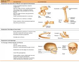 Chapter 5 Skeletal System Bone Markings Diagram Quizlet