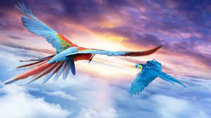 macaw jounrey 4k hd artist 4k