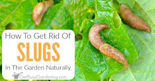 how to get rid of slugs in the garden