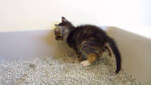 What to feed newborn kittens? Ewww Tiny Tortie Foster Kitten Making A Huge Poop In The Litter Box 3 Weeks Old Youtube