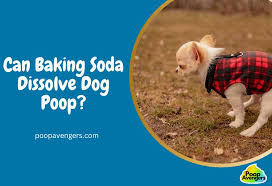 can baking soda dissolve dog my