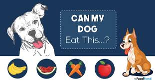 Eating a lot of raspberries may also give canines gastrointestinal problems. Can Dogs Eat This Foods You Can And Can T Share With Your Dog