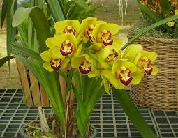 Fiore di orchidea wildflower in stile acquerello isolato. Orchidea Cymbidium Tecniche Di Coltivazione E Principali Specie Dell Orchidea Cymbidium