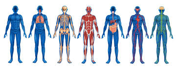 human body anatomy images browse 557
