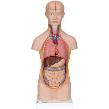 Guided learning helps you study the human body layer by layer. Human Torso Model Miniature Torso Model Anatomical Teaching Torso 12 Part Miniature Torso Model