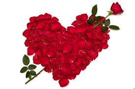 hd wallpaper heart shaped rose flowers