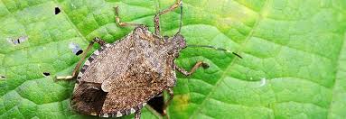 how to get rid of stink bugs do it