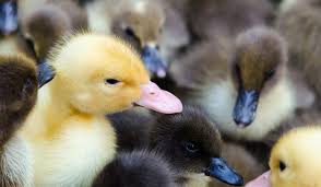 Raising Ducklings