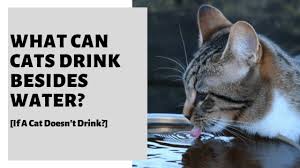 what can cats drink besides water if