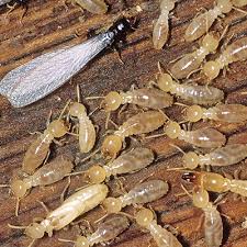 Termite Inspections Control In Nyc