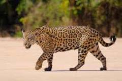 jaguar-ve-leopar-aynı-mı