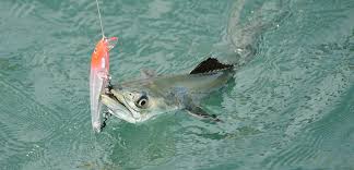 What kind of bait do you use for Spanish mackerel?