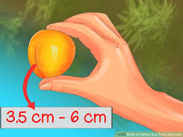 How To Select And Store Apricots 10 Steps With Pictures