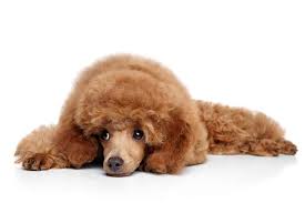 a comprehensive guide to the toy poodle