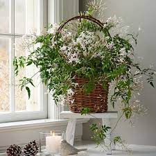 jasmine plant in gvine basket