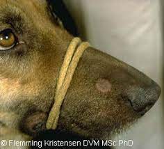 ringworm for dogs vetlexicon canis
