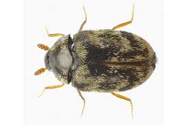 5 facts about carpet beetles you need