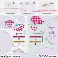 large neutral amino acid levels tune