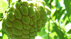 Cherimoya The Most Delicious Fruit From The Andes Cgtn