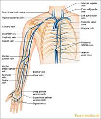Left Upper Extremity Veins Name Your Veins Correctly When