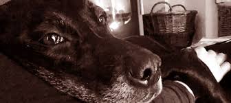 Geliebte Amy Ein Letzter Gruß An Eine Ganz Besondere Labrador