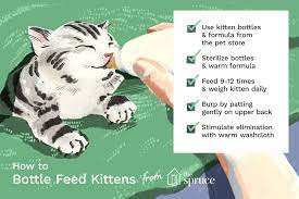 how to bottle feed your newborn kittens