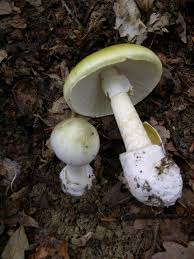 In order to provide a more personal user experience, we and our partners use technology. Mushroom Poisoning Wikipedia