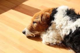clean dog hair from hardwood floors
