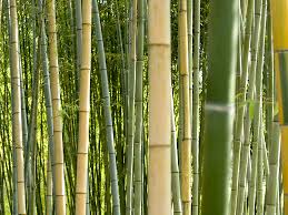 It doesn't matter if it's invasive or how big it gets. 5 Reasons Not To Plant Bamboo In Your Yard Networx