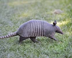 armadillos s of the americas