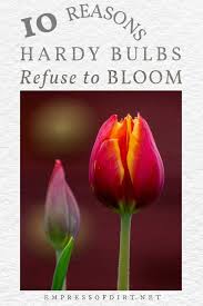 It is native to tropical parts of the indian subcontinent and china, where it blooms. 10 Reasons Hardy Bulbs Like Tulips Will Not Bloom Empress Of Dirt