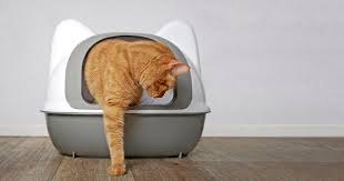 Where To Put A Litter Box 6 Essential