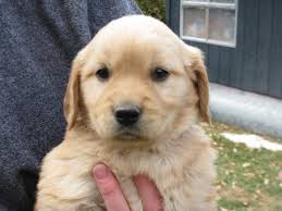 They are current on all shots, potty trained,our fully we offer the best golden retriever puppies for sale. Golden Retriever Puppies Nc Akc Petfinder