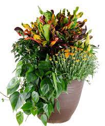 12 Inch Fall Patio Plants For Delivery