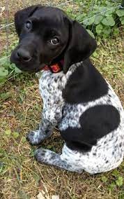 German shorthaired temperament personality canna pet. Pin On U
