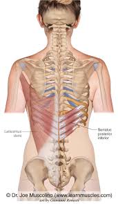 The ribs are elastic arches of bone, which form a large part of the thoracic skeleton. Serratus Posterior Inferior Learn Muscles