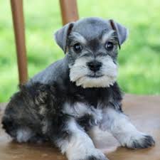 Enjoys the company of other dogs and will do best with another dog in the home gentle, curious and kind … more. 1 Miniature Schnauzer Puppies For Sale By Uptown Puppies