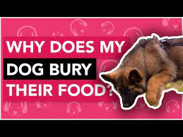 why is my dog burying food main