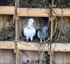 visiting my pigeons at the farm the
