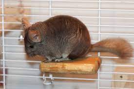 how to make your own chinchilla ledges