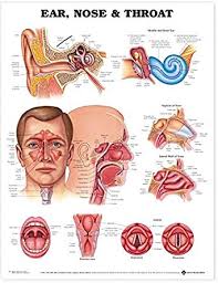 Amazon Com Ear Nose And Throat Anatomical Chart