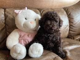 toy poodle chocolate imported with