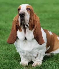 Our mission is to breed the best dogs with the best qualities as to meet the akc conformation standards and to produce puppies with excellent temperaments. 10 Cool Facts About Basset Hounds Mom Com