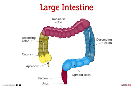 large intestine human anatomy