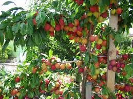 Fruit Trees For A Small Garden Fruit