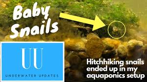 Even the largest of the family. Baby Snails Ramshorn Snails In My Mini Aquaponics Tank Youtube