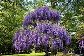 It has frilly flowers that are purple and clusters of golden berries. Purple Wisteria For Sale Online The Tree Center