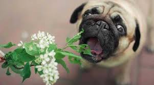 Poisonous Plants For Dogs Seasonal