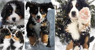These dogs are active and sociable and do very well as family pets, however not so well in kennels. Bernese Mountain Dogs In The Snow Pb On Life