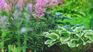 Use This Low Maintenance Perennial To